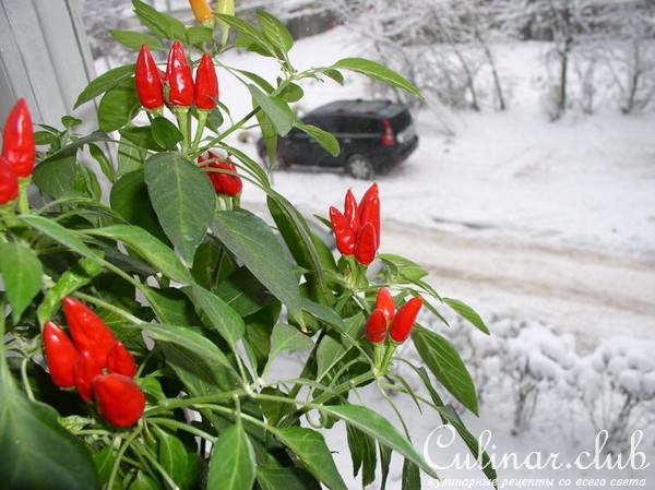 Утиное рагу из духовки (по-простому)