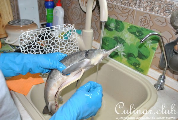 Деликатесный осетр, фаршированный к празднику или Very Important Fish